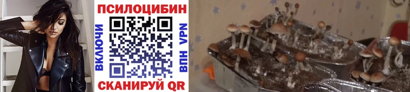 Галлюциногенные грибы Psilocybe  Питкяранта 